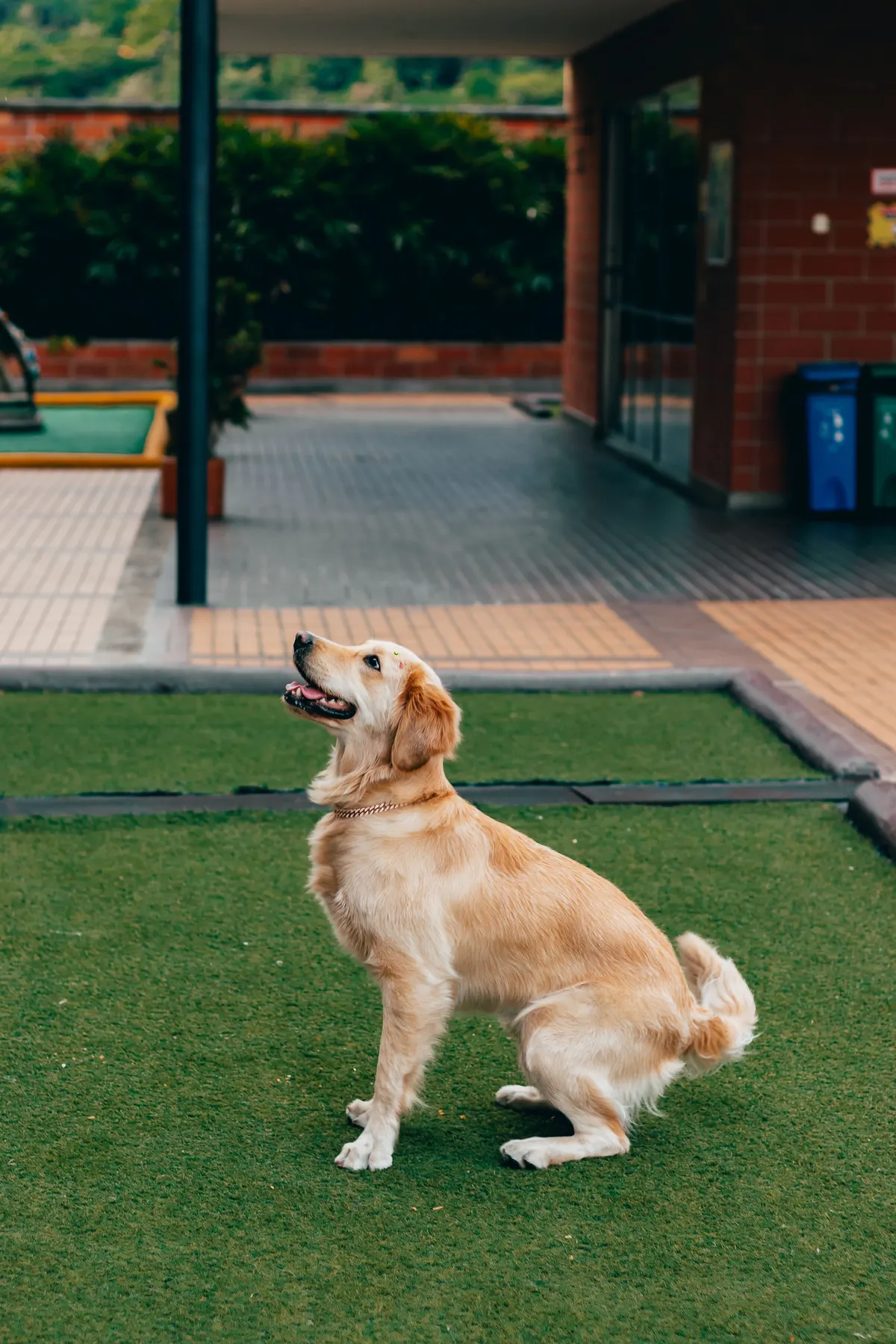 Golden Retriever sitting on artificial turf in an apartment community courtyard