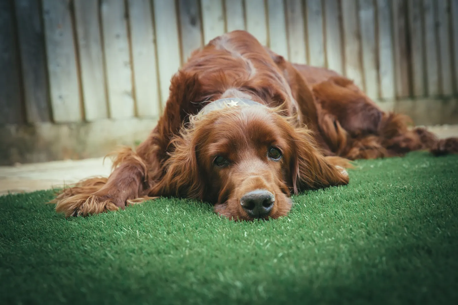 Irish Setter relaxing on artificial grass beside a fence