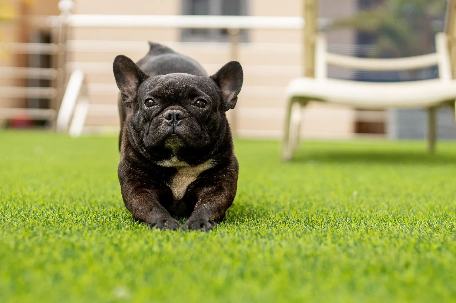 French Bulldog lying on pet turf at the edge of a patio