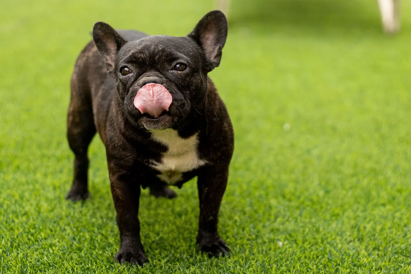 French Bulldog standing on a flat, evenly installed artificial turf lawn